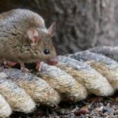 How To Fight The Common Rodents of New England