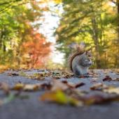 Squirrels Everywhere: Why This Year Has Been So Heavy On Squirrels