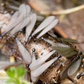 Telltale Signs Of Termites