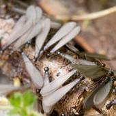 Telltale Signs Of Termites