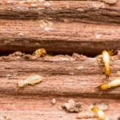 Terminating Termites: How To Stop An Infestation In Its Tracks