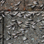 Spring Swarmers: Identifying Termites Before They Get Settled