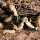 The Damage Done: How Termites Will Wreck Your Home