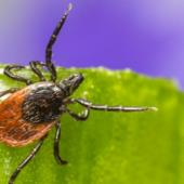 7 Tips To Keep Ticks Away This Spring