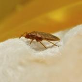 4 Common Types of Pests in Commercial Settings
