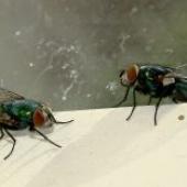 Identifying Common Flies In Your Home Or Business