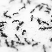 6 Surprising Statistics About Pest Infestation