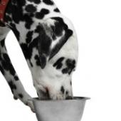 Common Pests Found In Dog Food