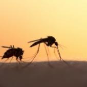 5 Little-Known Facts About Mosquitoes