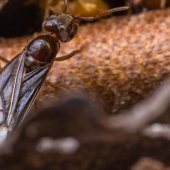 Analyzing Ants -- What’s with the Wings?