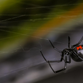 Black Widows Brave the Cold -- New England’s Surprise Pest 