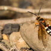 Cicada Killers: All Buzz, No Sting