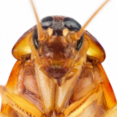 Close-up view of a cockroach