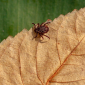 Don’t 'Fall' for the Myth That Tick Season Is Over