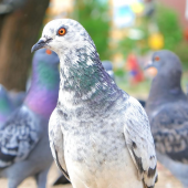 Image of pigeons in a public park