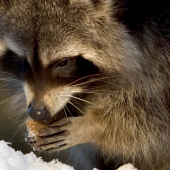 Raccoon eating on a snowy winter day