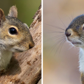 Gray Squirrel vs. Red Squirrel: The Difference Is More Than Fur-Deep