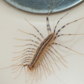 Picture of a house centipede in a residential bathroom