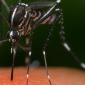How Mosquitoes Smell Out Their Prey 