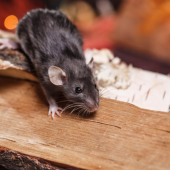 How to Avoid a Winter Pest Invasion