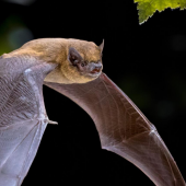 Wayward bat flying looking for a place to rest