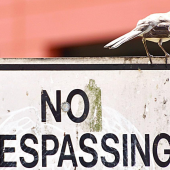 How to Keep Birds out of Your Store