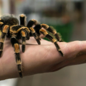 Imported Insects as Exotic Pets: Yay or Nay?
