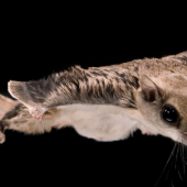 It's a Bird, It's a Plane, Nope, It's a Flying Squirrel