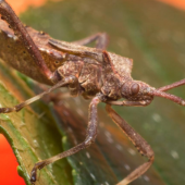 Keeping Squash Bugs Out of Your Pumpkin Patch 