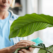 Woman taking care to keep her houseplant free from pests