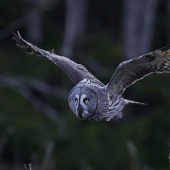 An owl in flight, hunting prey
