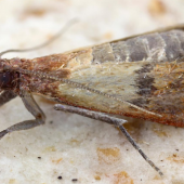 Moths in Your Pantry? Here's What to Do.