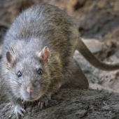 The Norway rat, a common rodent in New England
