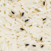 Insects hatching on rice in a residential home