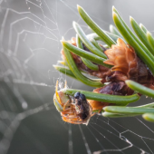 An insect on a Christmas-style evergreen tree for pest prevention