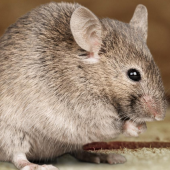 Reservation for a Rat or Mouse? How to Identify Unwanted Patrons