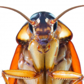 Roaches: When to Ignore them and When to Call the Pros 