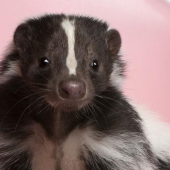 Skunks, Love and Roadkill: It's February in New England