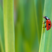 Spot the Difference Between Ladybugs and Lady Beetles
