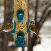 Squirrels Aren't the Only Bird Seed Bandits