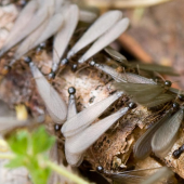 Swarming Season Has Arrived Termite 101