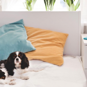 Image of a small dog on top of a bed