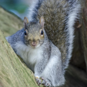 The Key to Successful Squirrel Removal: Preparation