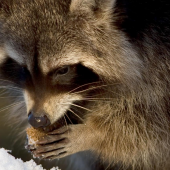 A raccoon scavenging for food on a winter day