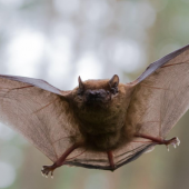 Winter Bat Exclusion in New England