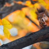  The Autumn Squirrel Surge in New England