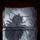 Challenges Of Bed Bug Control In Business Settings