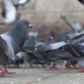 Birds Don't Fly Solo: A Look At The Pests Birds Can Bring With Them