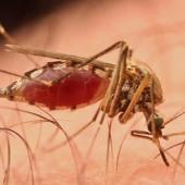 From DDT to DEET: Can We Just Eliminate Mosquitos For Good?