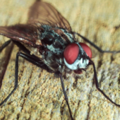 Life On Planet Earthworm: Where Those Annoying Swarms of Cluster Flies Really Start